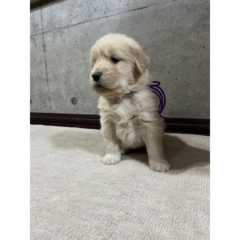 販売中の千葉県のゴールデンレトリーバー-430545の5枚目