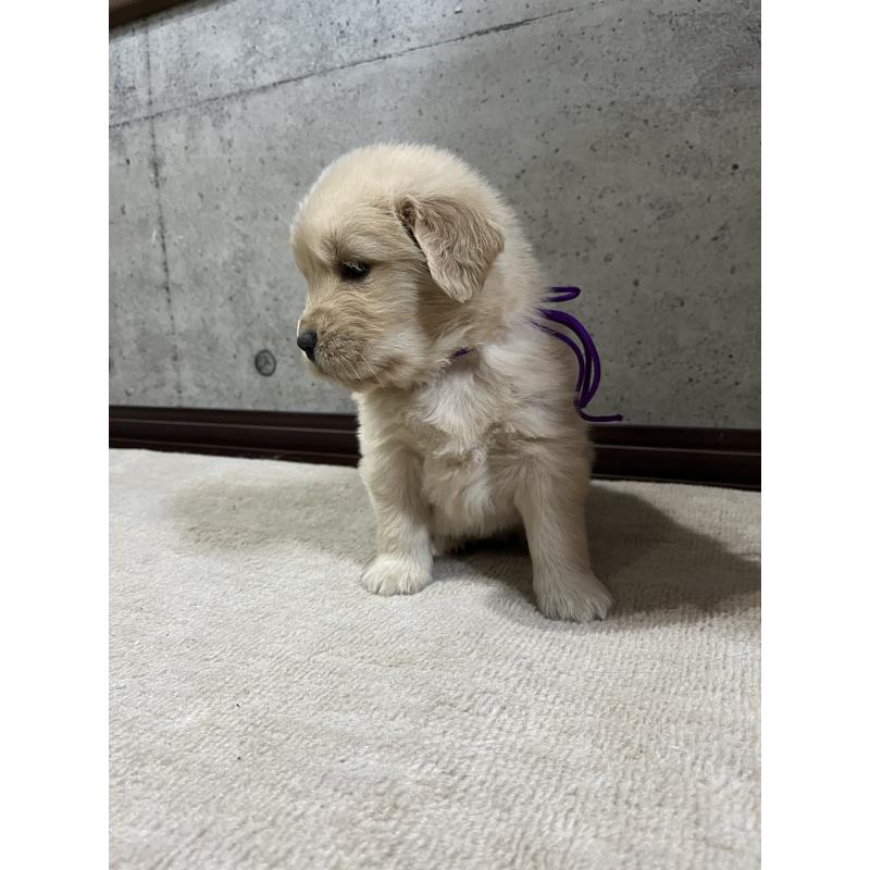 販売中の千葉県のゴールデンレトリーバー-430545の4枚目