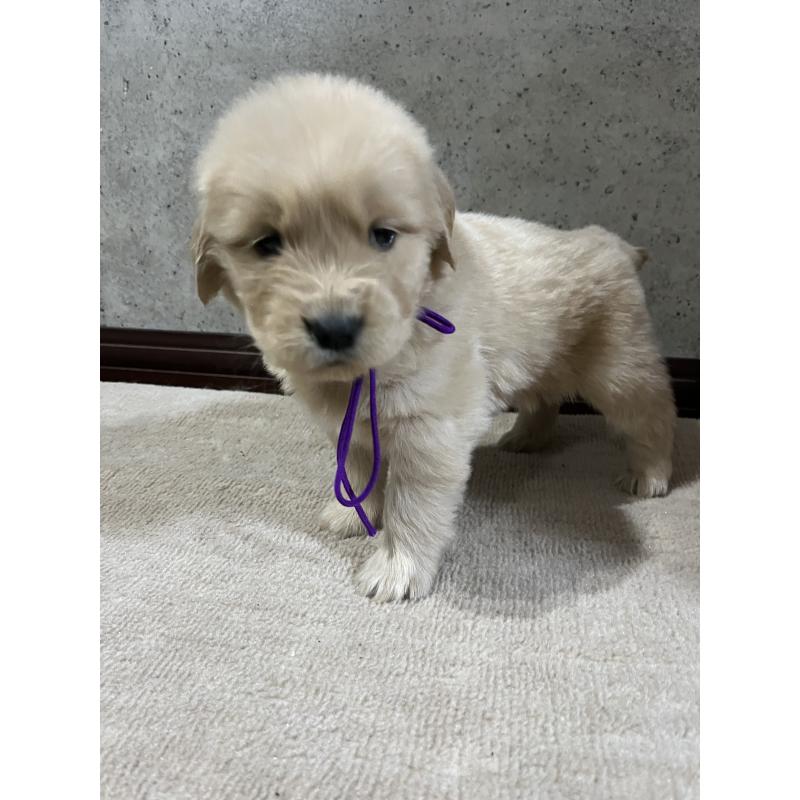 販売中の千葉県のゴールデンレトリーバー-430545の3枚目