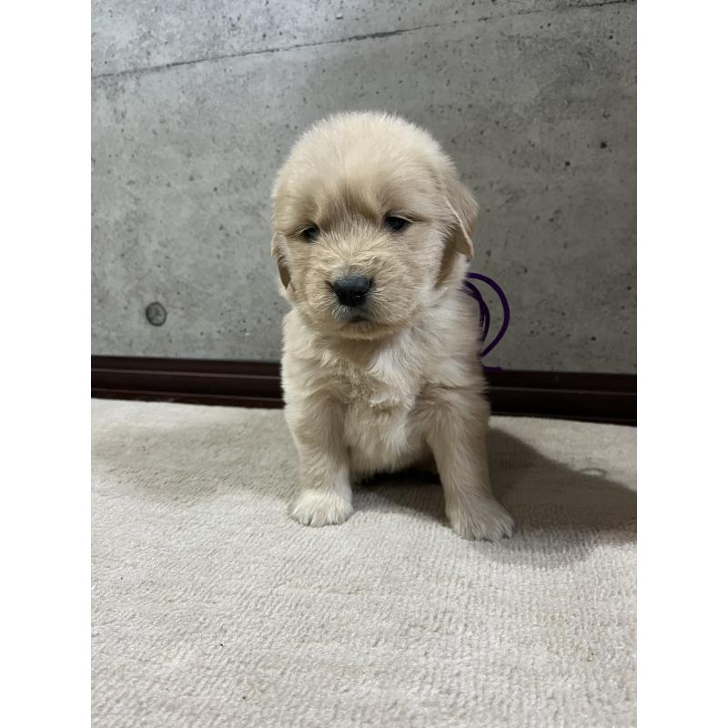 販売中の千葉県のゴールデンレトリーバー-430545の2枚目