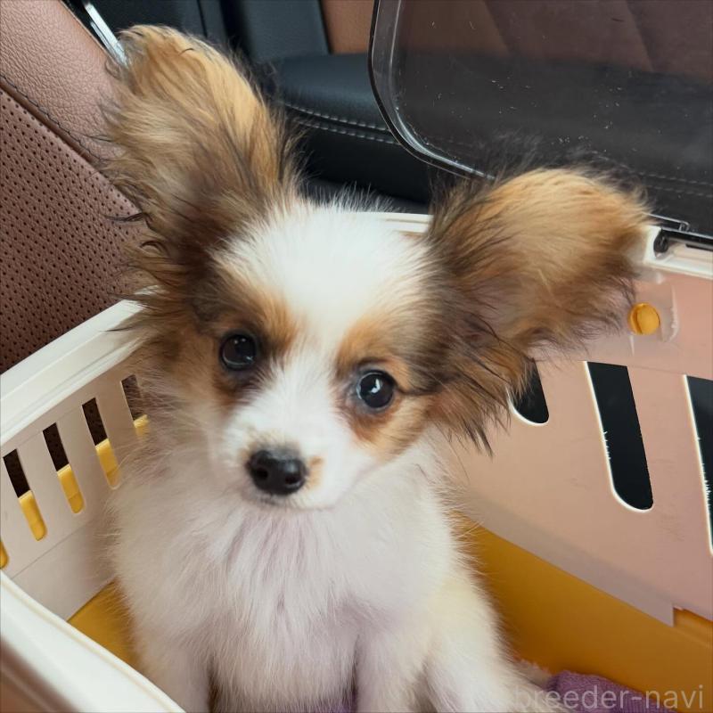 販売中の静岡県のパピヨン-430553の3枚目