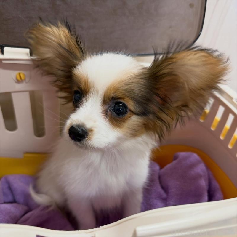 販売中の静岡県のパピヨン-430553の2枚目