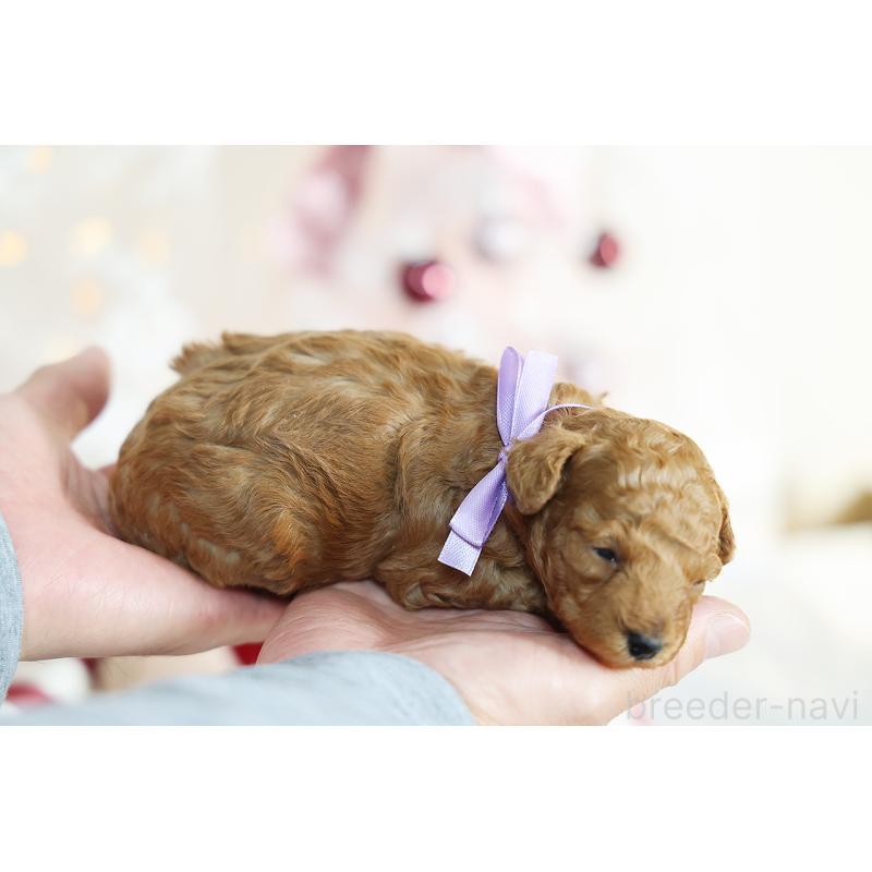 販売中の京都府のタイニープードル-430554の10枚目