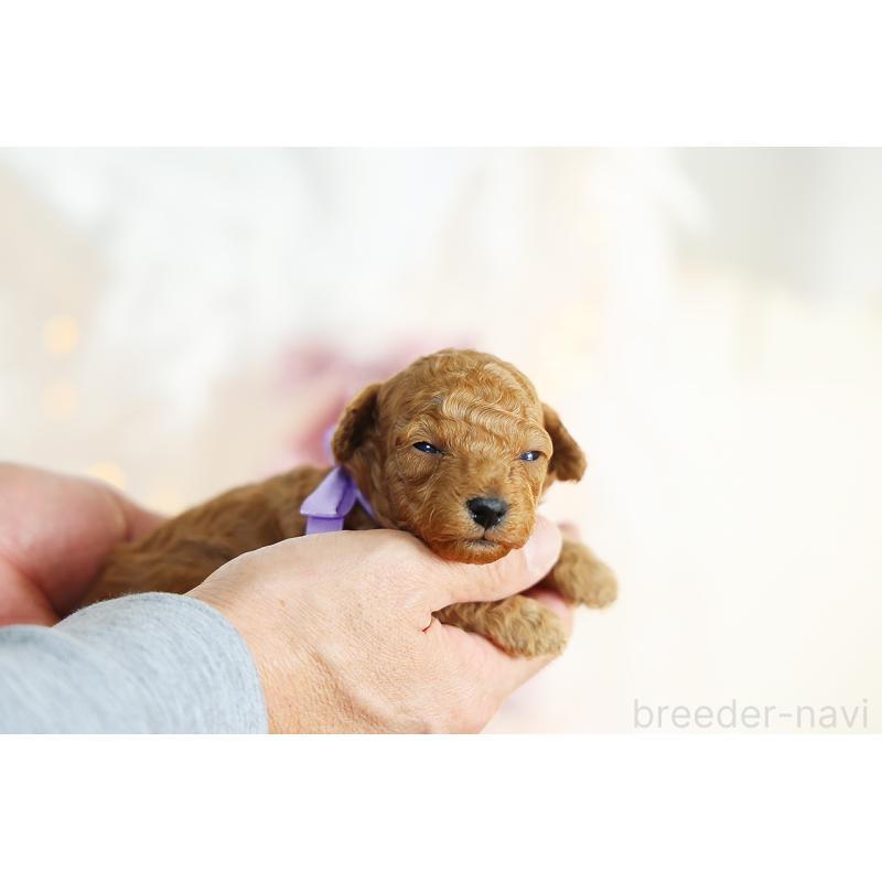 販売中の京都府のタイニープードル-430554の9枚目