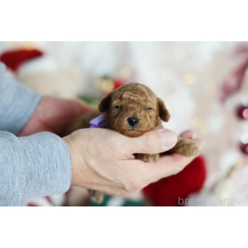 販売中の京都府のタイニープードル-430554の8枚目