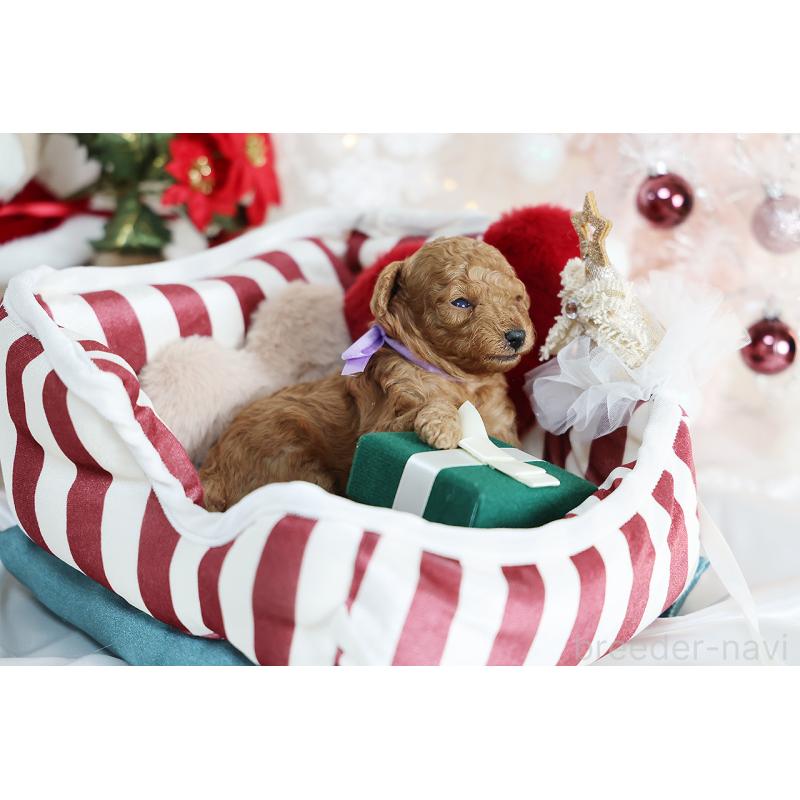 販売中の京都府のタイニープードル-430554の7枚目