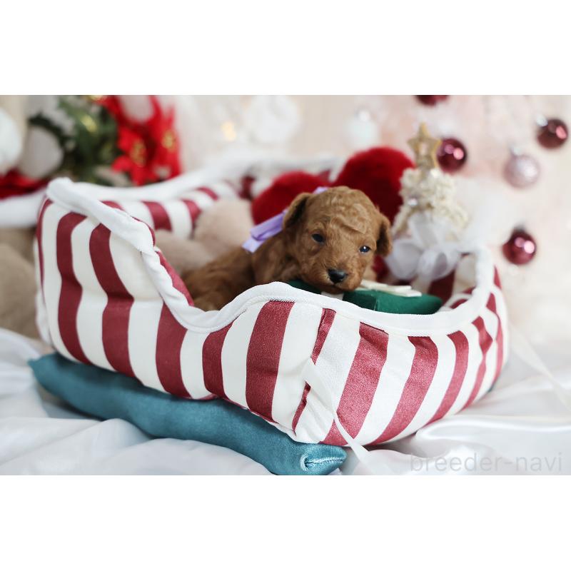 販売中の京都府のタイニープードル-430554の6枚目