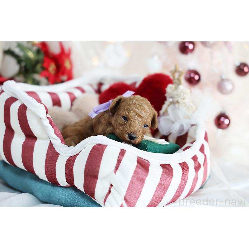 販売中の京都府のタイニープードル-430554の5枚目