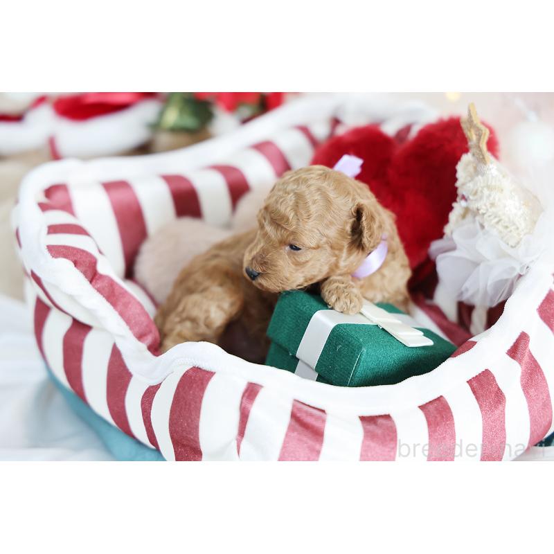 販売中の京都府のタイニープードル-430554の4枚目