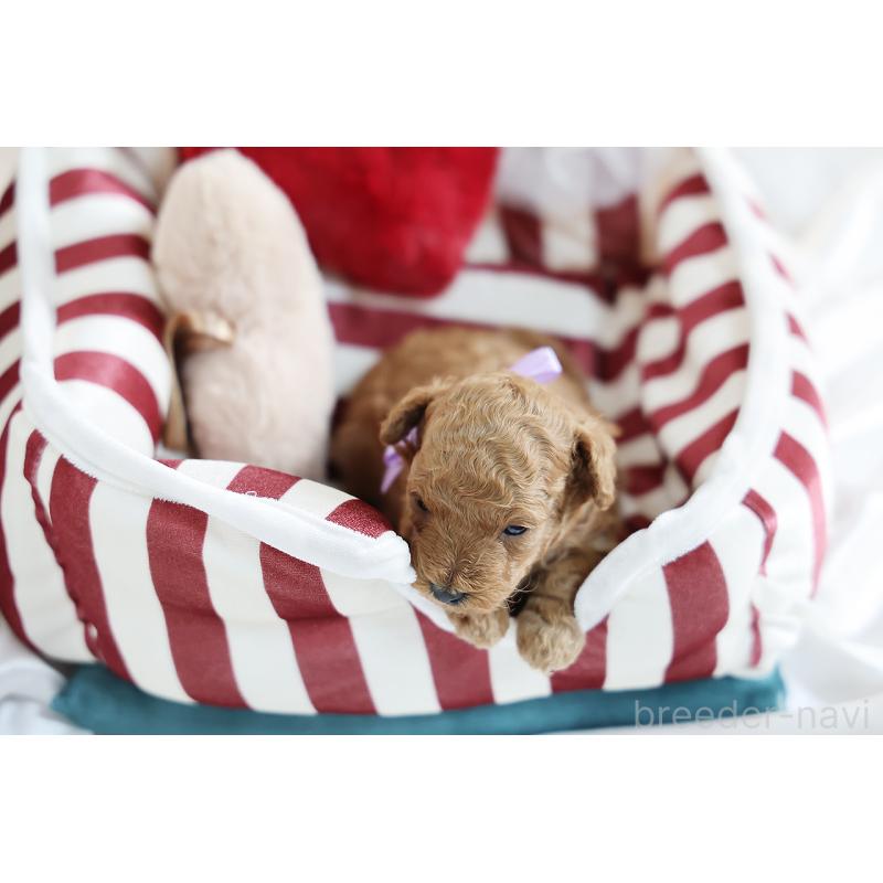 販売中の京都府のタイニープードル-430554の3枚目