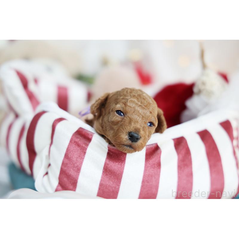 販売中の京都府のタイニープードル-430554の2枚目