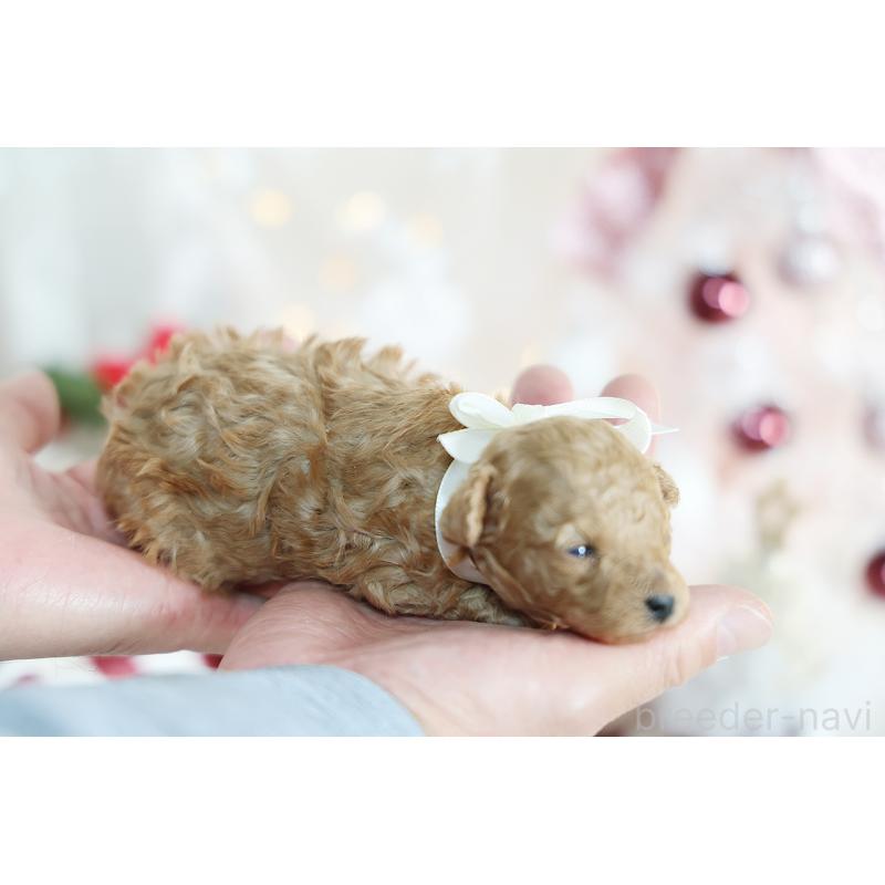 販売中の京都府のティーカッププードル-430555の7枚目