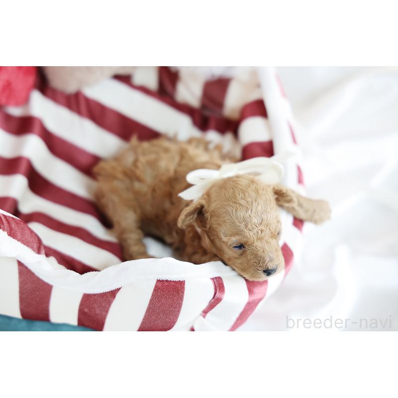 販売中の京都府のティーカッププードル-430555の5枚目