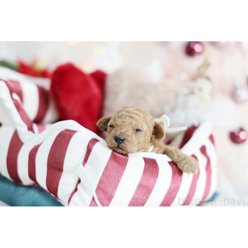 販売中の京都府のティーカッププードル-430555の6枚目