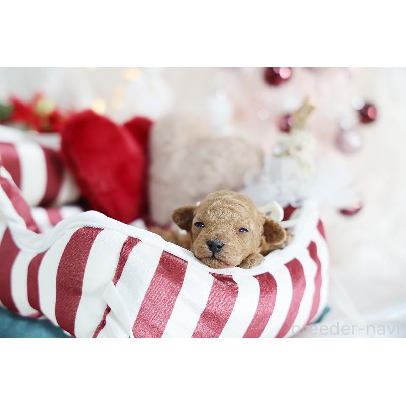 販売中の京都府のティーカッププードル-430555の4枚目