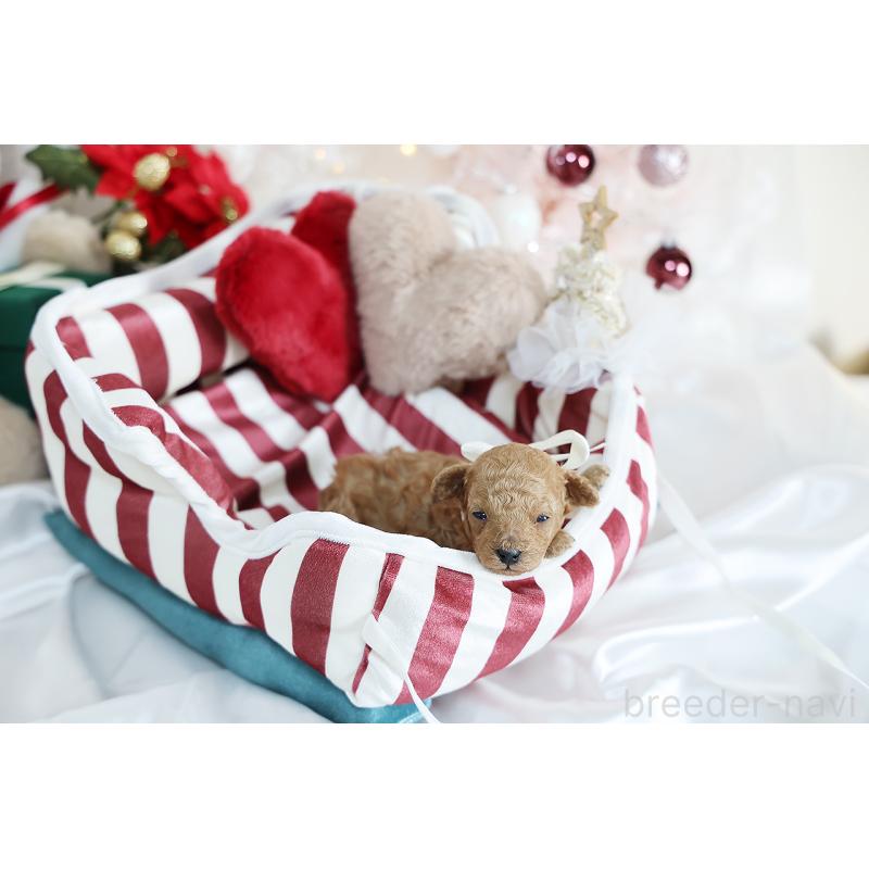 販売中の京都府のティーカッププードル-430555の3枚目