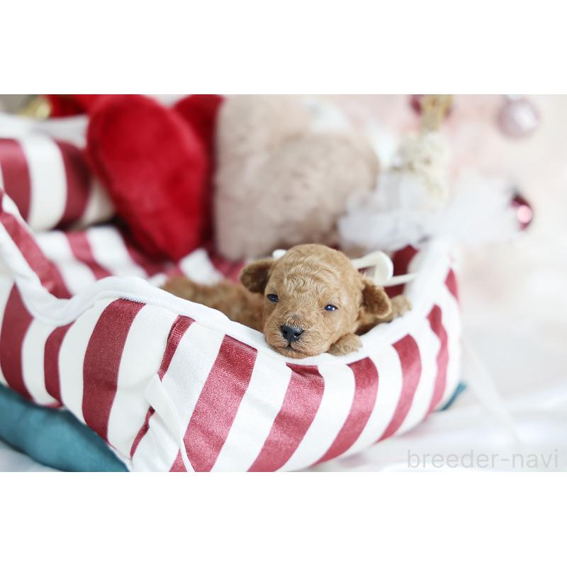 販売中の京都府のティーカッププードル-430555の2枚目