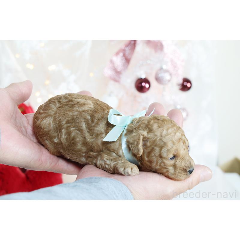 販売中の京都府のタイニープードル-430556の7枚目