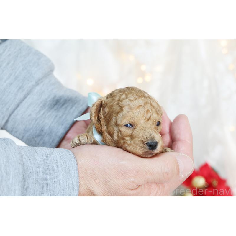 販売中の京都府のタイニープードル-430556の8枚目