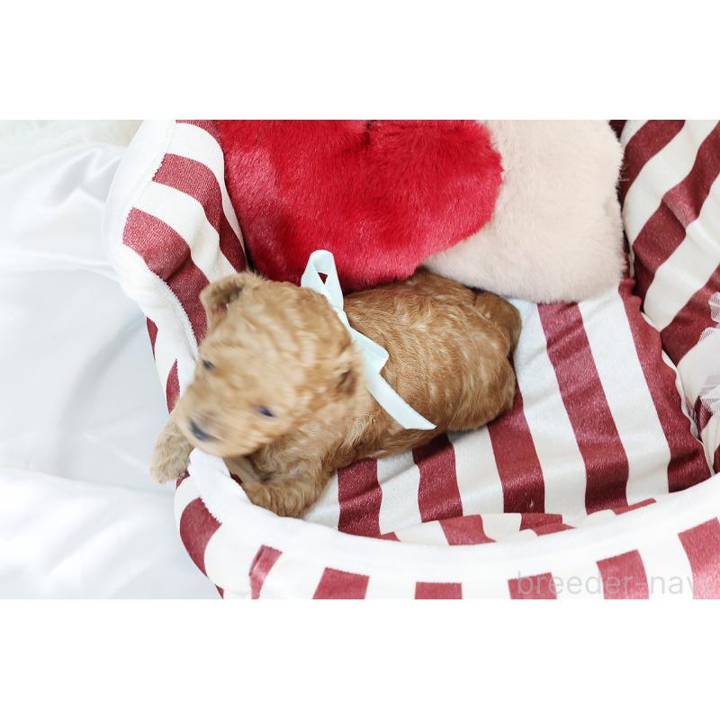 販売中の京都府のタイニープードル-430556の6枚目