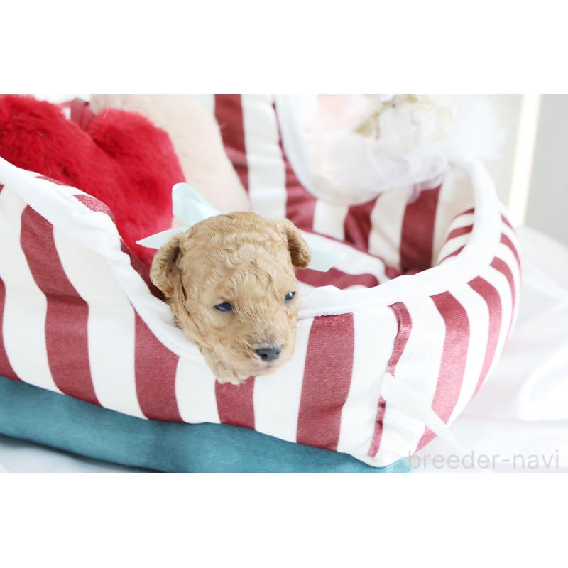 販売中の京都府のタイニープードル-430556の5枚目
