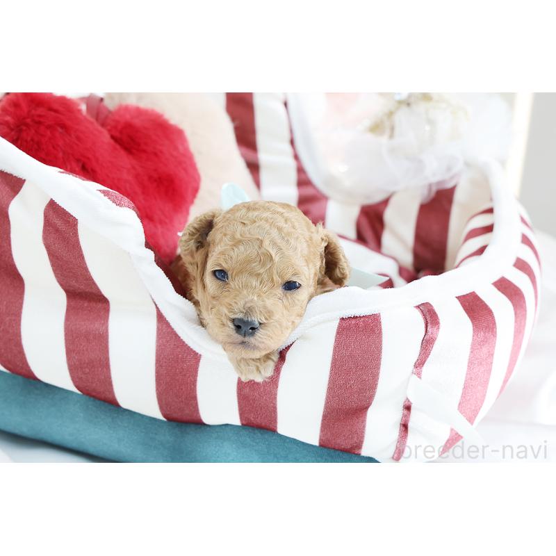 販売中の京都府のタイニープードル-430556の4枚目