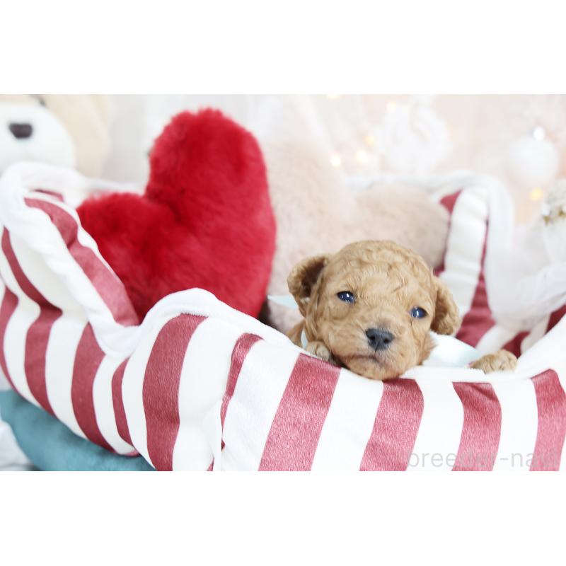 販売中の京都府のタイニープードル-430556の3枚目