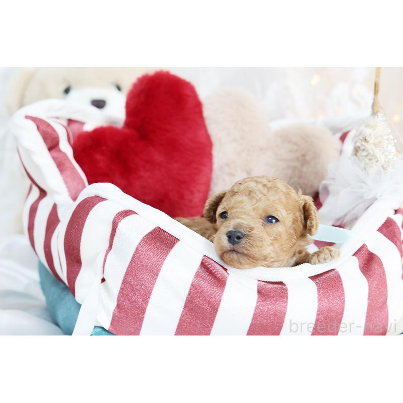 販売中の京都府のタイニープードル-430556の2枚目