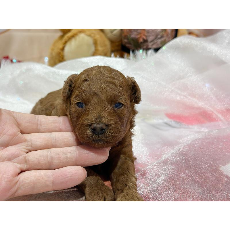 販売中の京都府のトイプードル-430557の7枚目