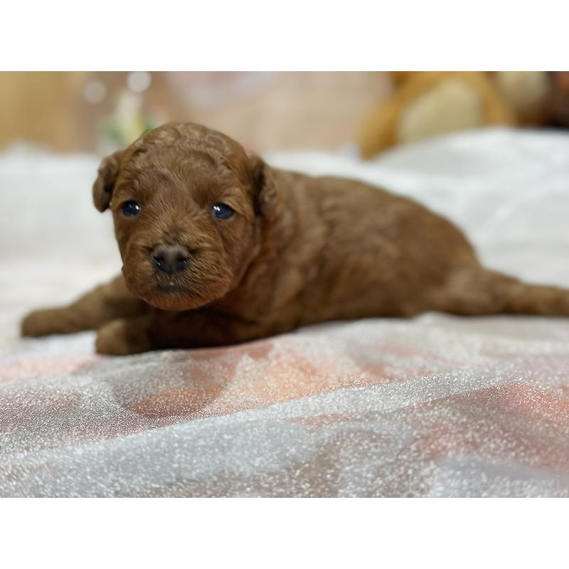 販売中の京都府のトイプードル-430557の6枚目