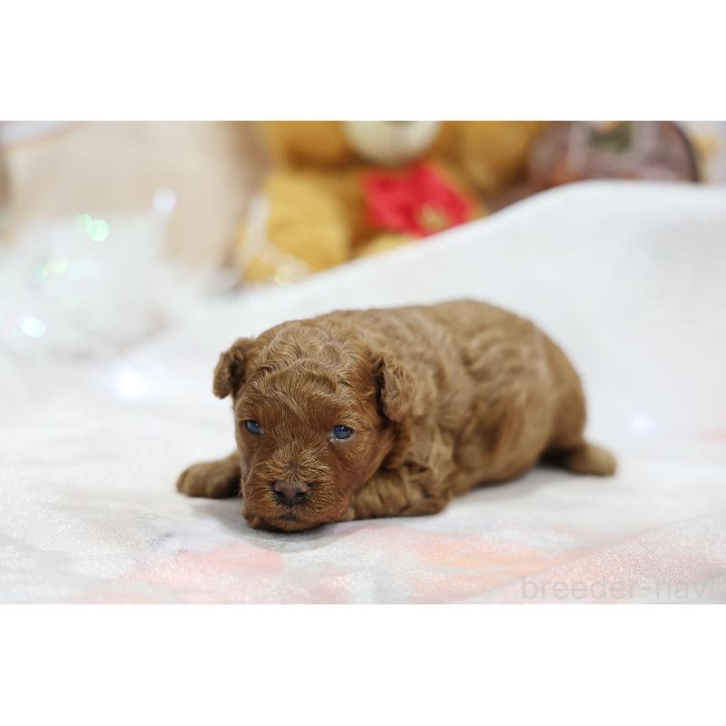 販売中の京都府のトイプードル-430557の5枚目