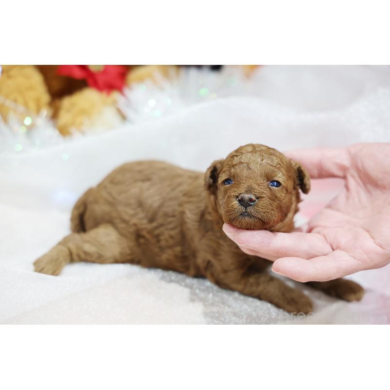 販売中の京都府のトイプードル-430557の3枚目