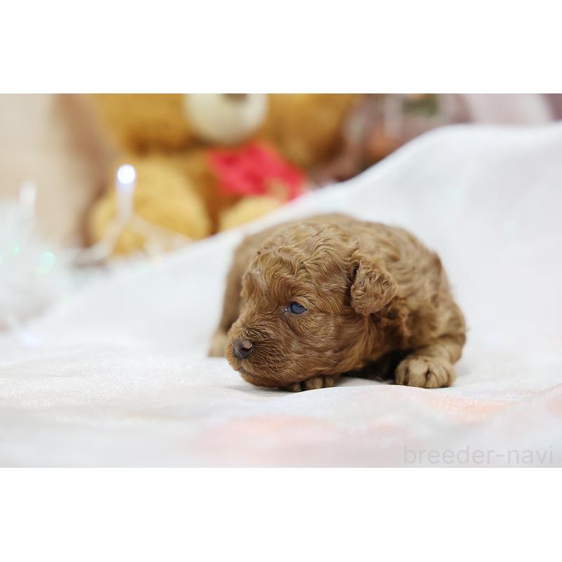 販売中の京都府のトイプードル-430557の2枚目