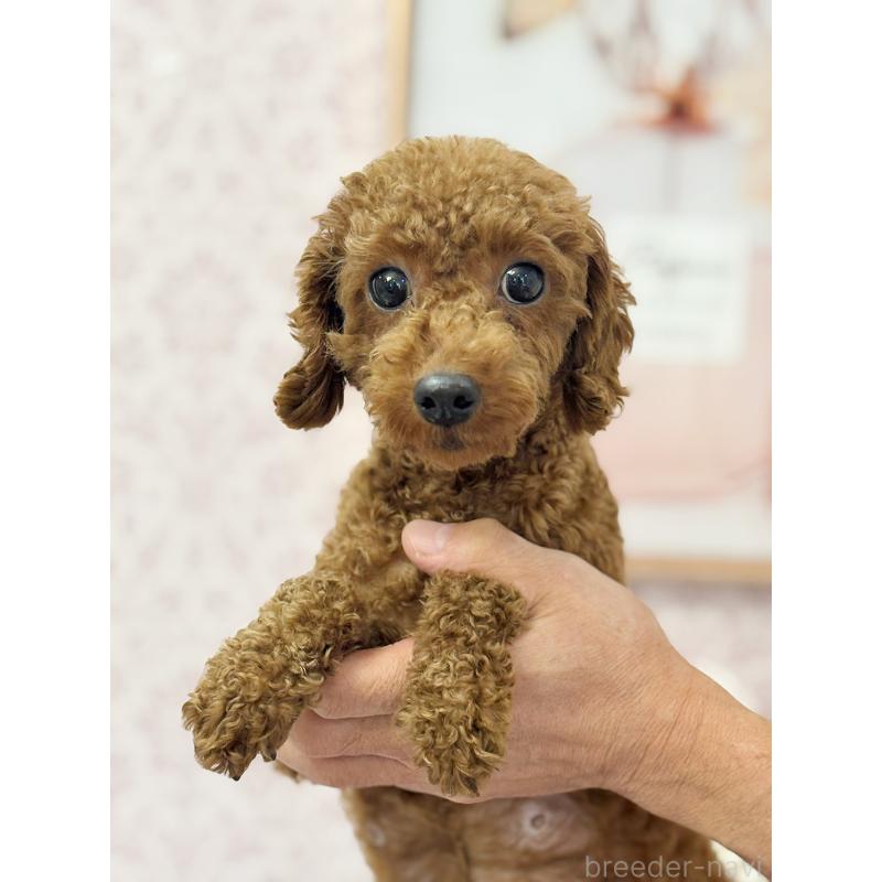 りさちゃん1枚目