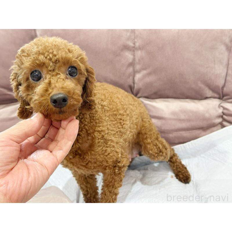 りさちゃん1枚目