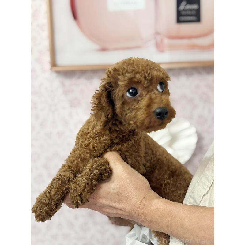 りさちゃん1枚目