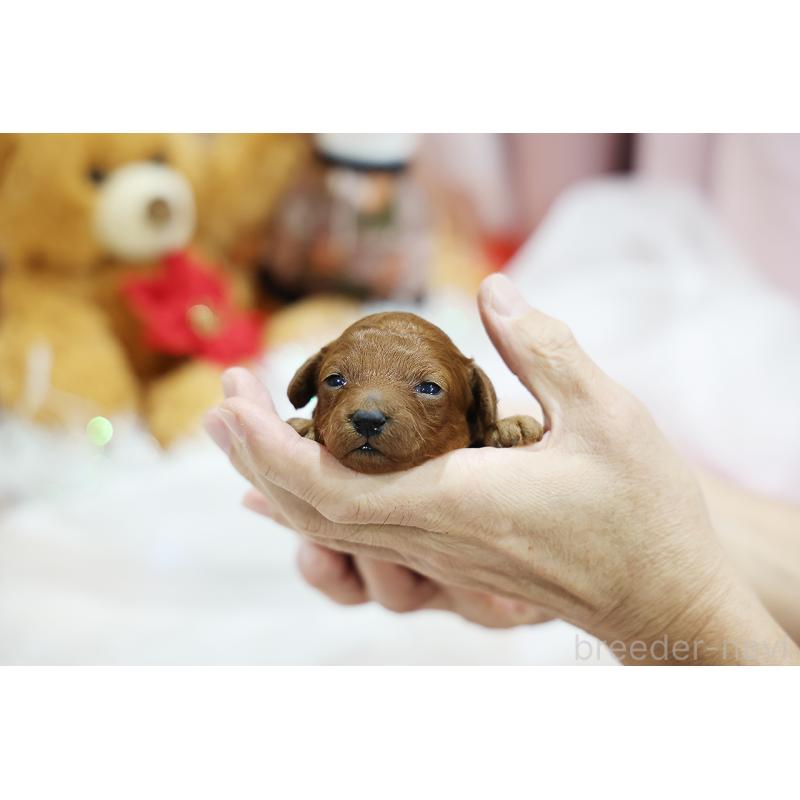 販売中の京都府のトイプードル-430558の7枚目