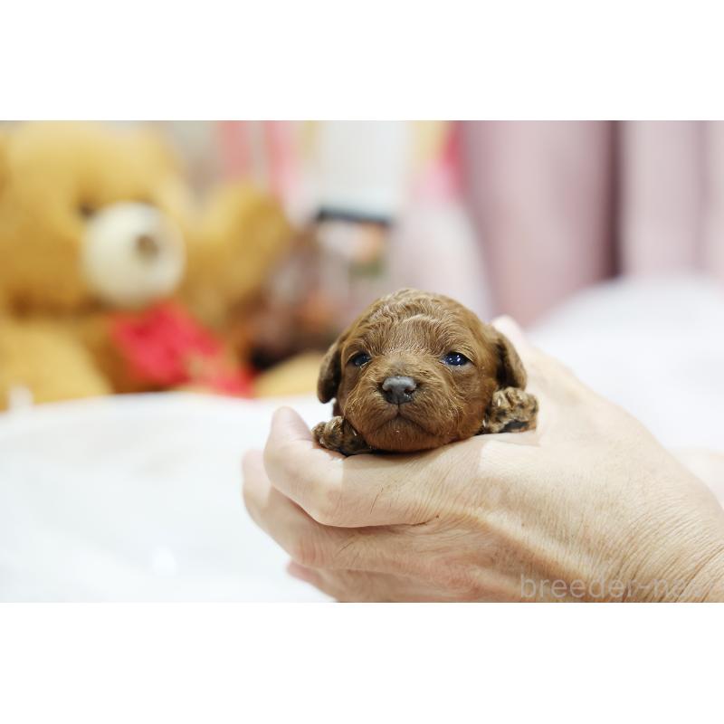 販売中の京都府のトイプードル-430561の6枚目