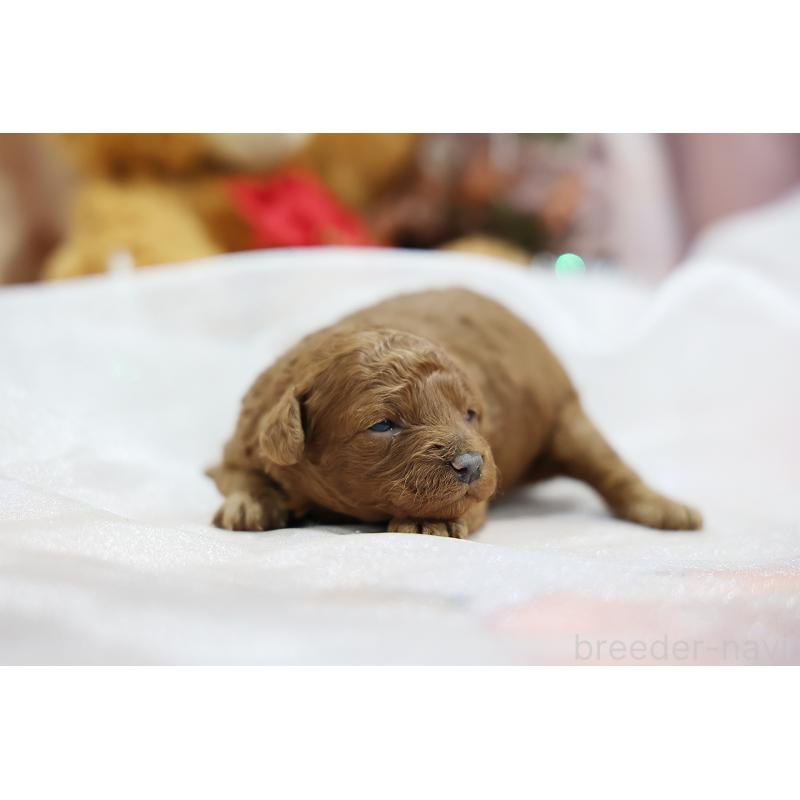 販売中の京都府のトイプードル-430561の4枚目