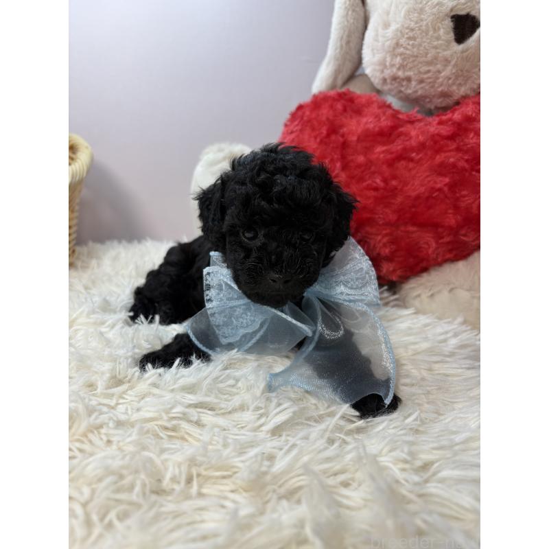 成約済の福岡県のトイプードル-427151の4枚目