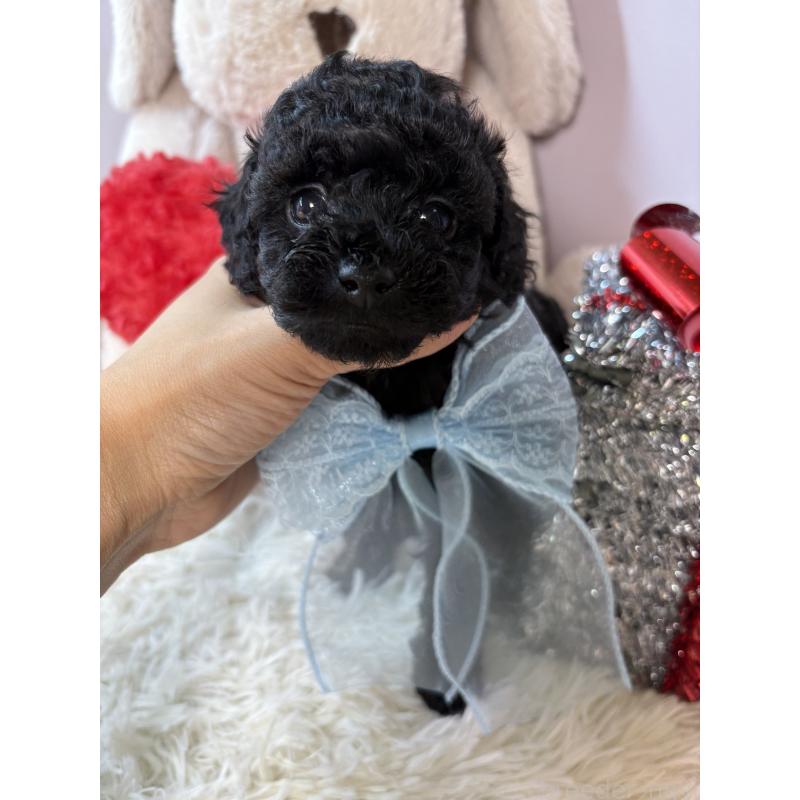 成約済の福岡県のトイプードル-427151の3枚目