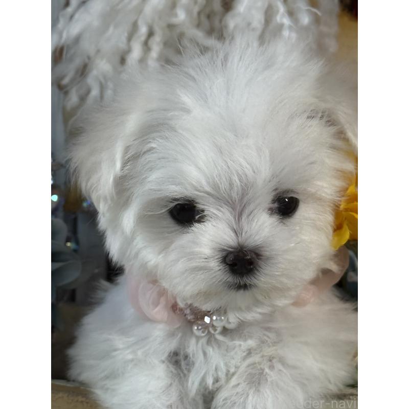 販売中の宮崎県のマルチーズ-430352の8枚目