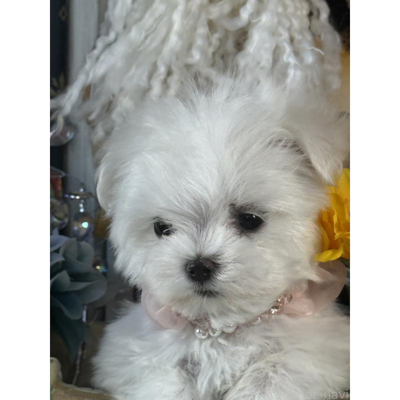 販売中の宮崎県のマルチーズ-430352の7枚目