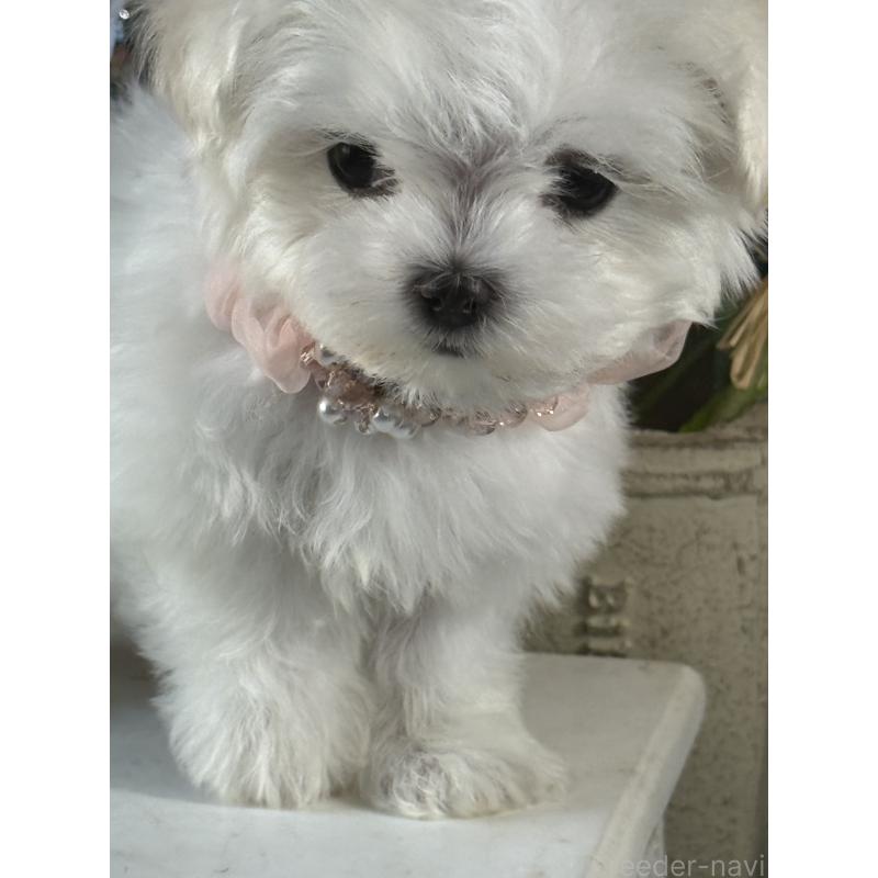 販売中の宮崎県のマルチーズ-430352の6枚目