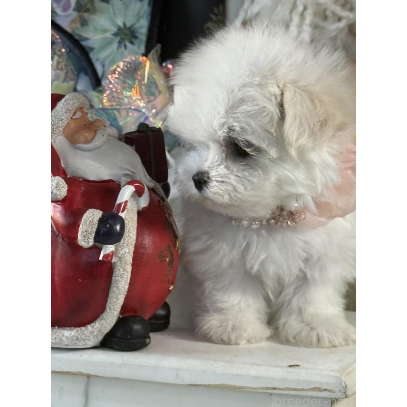 販売中の宮崎県のマルチーズ-430352の5枚目