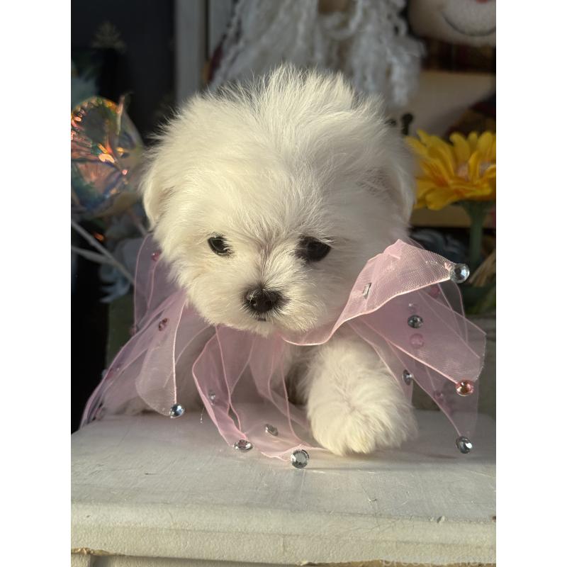 販売中の宮崎県のマルチーズ-430352の4枚目