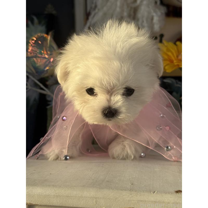 販売中の宮崎県のマルチーズ-430352の3枚目