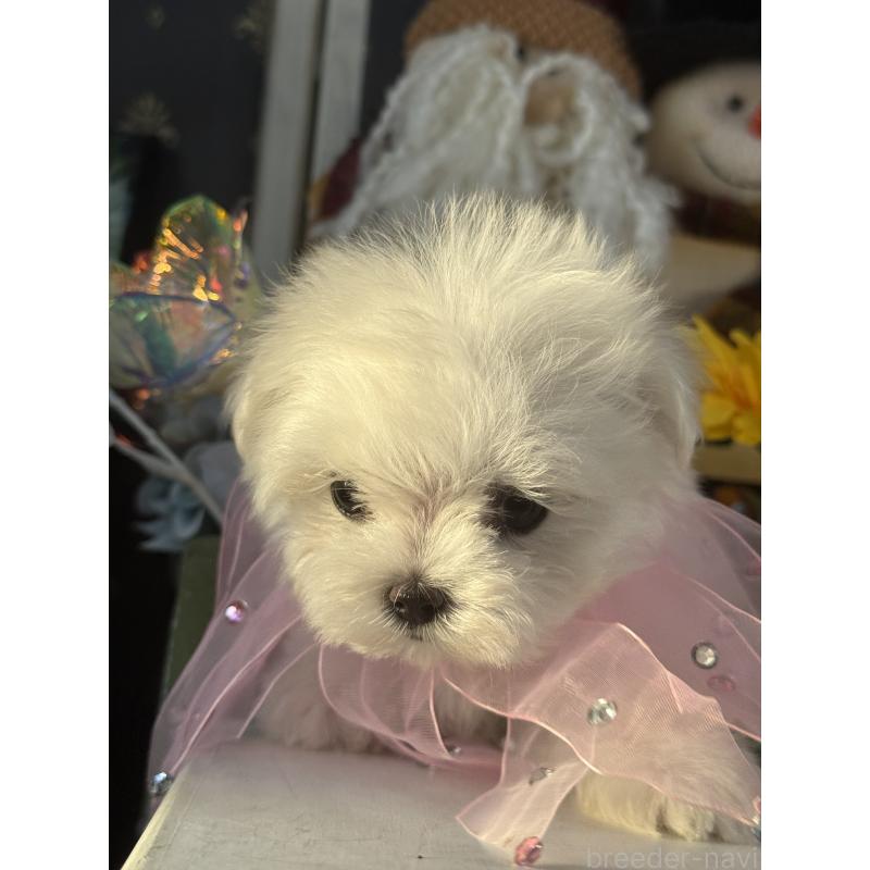 販売中の宮崎県のマルチーズ-430352の2枚目