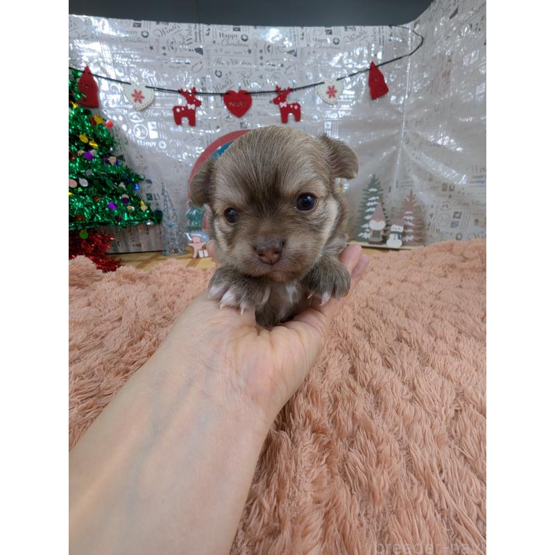 販売中の岐阜県のチワワ(ロングコート)-430351の7枚目