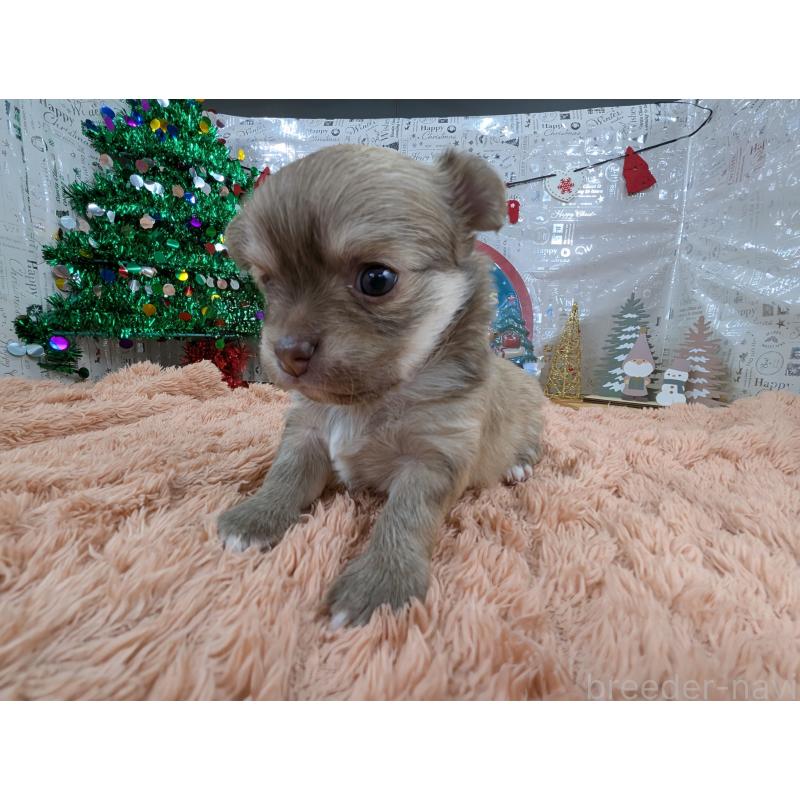 販売中の岐阜県のチワワ(ロングコート)-430351の6枚目